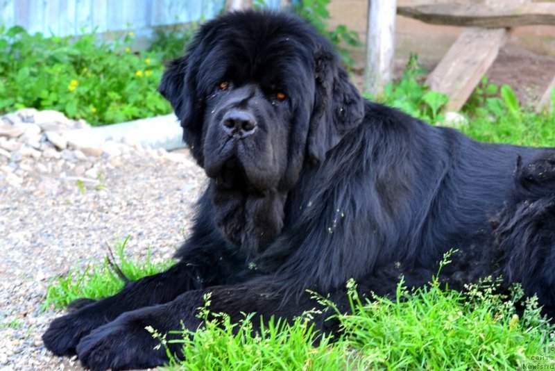 Фото: ньюфаундленд Ih Vyisochestvo Vladlena Madjiks (Их Высочество Владлена Маджикс)