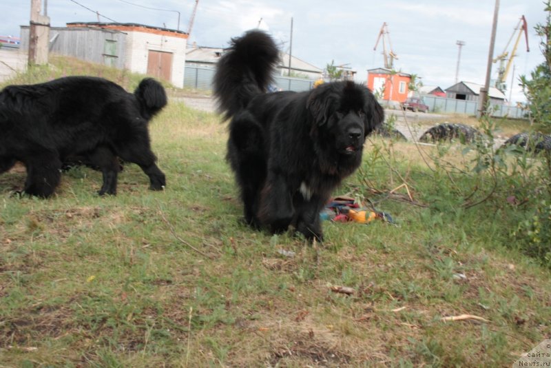 Фото: ньюфаундленд Neretum Tribe Xagrid