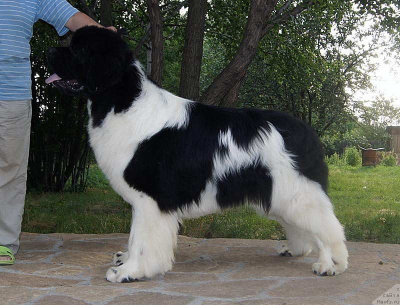 Фото: ньюфаундленд Super Premium Zhodo Ferolli (Супер Премиум Жодо Феролли)