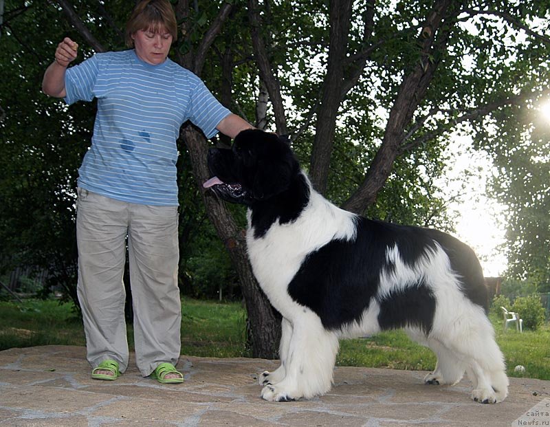 Фото: ньюфаундленд Super Premium Zhodo Ferolli (Супер Премиум Жодо Феролли), Nataliya Snigireva (Наталия Снигирева)