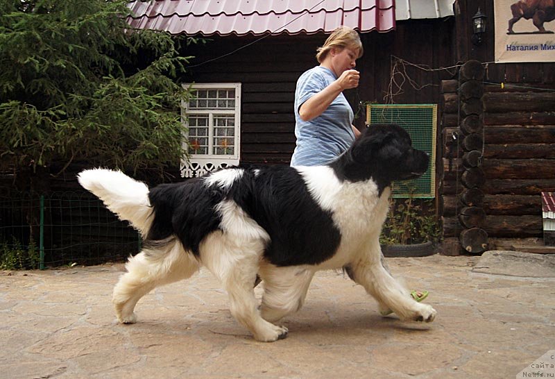 Фото: ньюфаундленд Super Premium Zhodo Ferolli (Супер Премиум Жодо Феролли), Nataliya Snigireva (Наталия Снигирева)