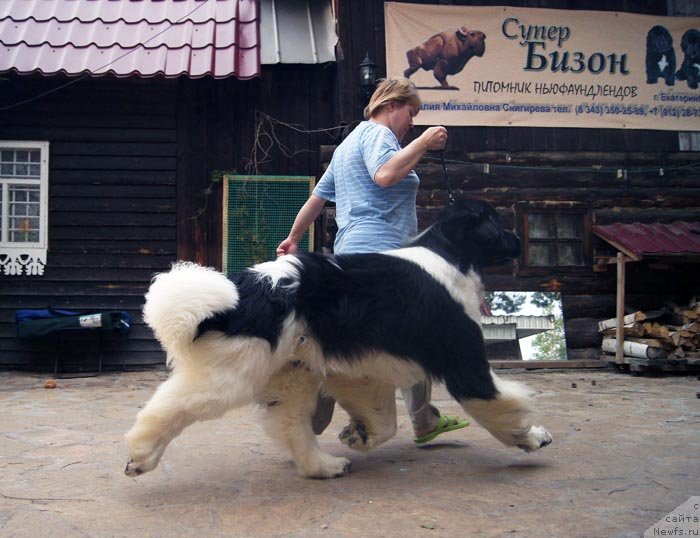 Фото: ньюфаундленд Super Premium Zhodo Ferolli (Супер Премиум Жодо Феролли), Nataliya Snigireva (Наталия Снигирева)
