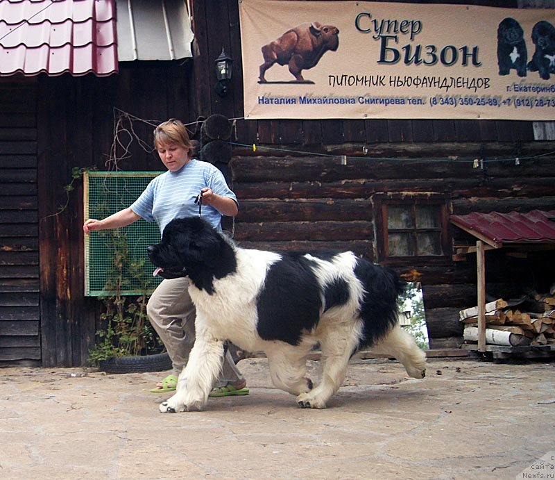 Фото: ньюфаундленд Super Premium Zhodo Ferolli (Супер Премиум Жодо Феролли), Nataliya Snigireva (Наталия Снигирева)