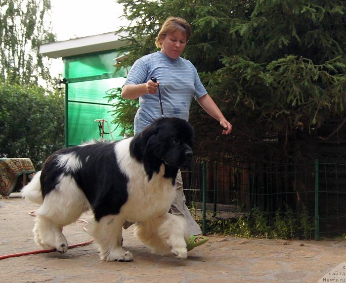 Фото: ньюфаундленд Super Premium Zhodo Ferolli (Супер Премиум Жодо Феролли), Nataliya Snigireva (Наталия Снигирева)