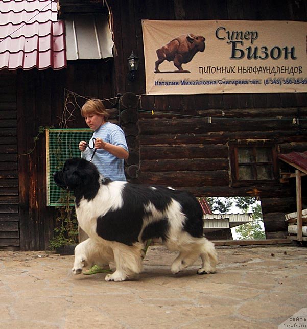 Фото: ньюфаундленд Super Premium Zhodo Ferolli (Супер Премиум Жодо Феролли), Nataliya Snigireva (Наталия Снигирева)