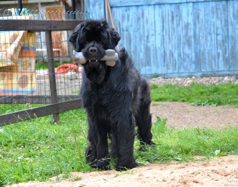 Фото: ньюфаундленд Ih Vyisochestvo Vladlena Madjiks (Их Высочество Владлена Маджикс)