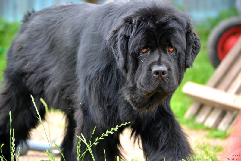 Фото: ньюфаундленд Ih Vyisochestvo Vladlena Madjiks (Их Высочество Владлена Маджикс)