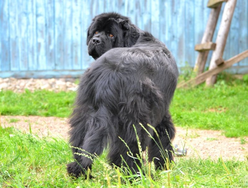 Фото: ньюфаундленд Ih Vyisochestvo Vladlena Madjiks (Их Высочество Владлена Маджикс)