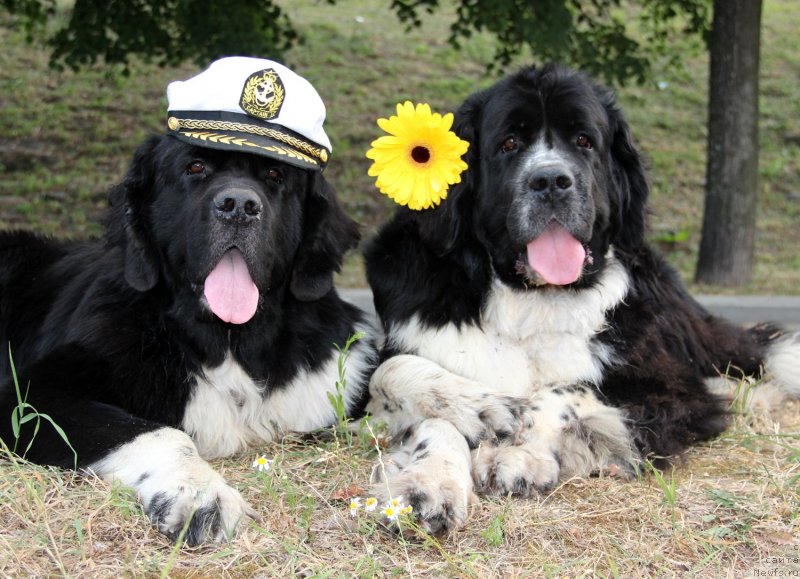 Фото: ньюфаундленд Starbimovlav Gardemarin (Старбимовлав Гардемарин), ньюфаундленд Pitern'yuf Jelannaya Moya (Питерньюф Желанная Моя)