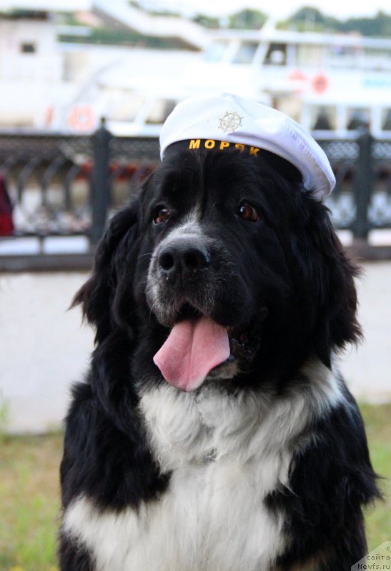 Фото: ньюфаундленд Pitern'yuf Jelannaya Moya (Питерньюф Желанная Моя)