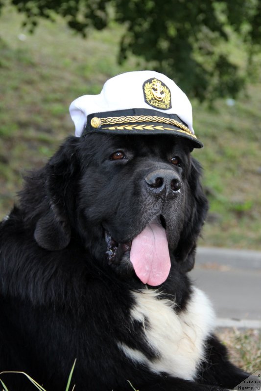 Фото: ньюфаундленд Starbimovlav Gardemarin (Старбимовлав Гардемарин)