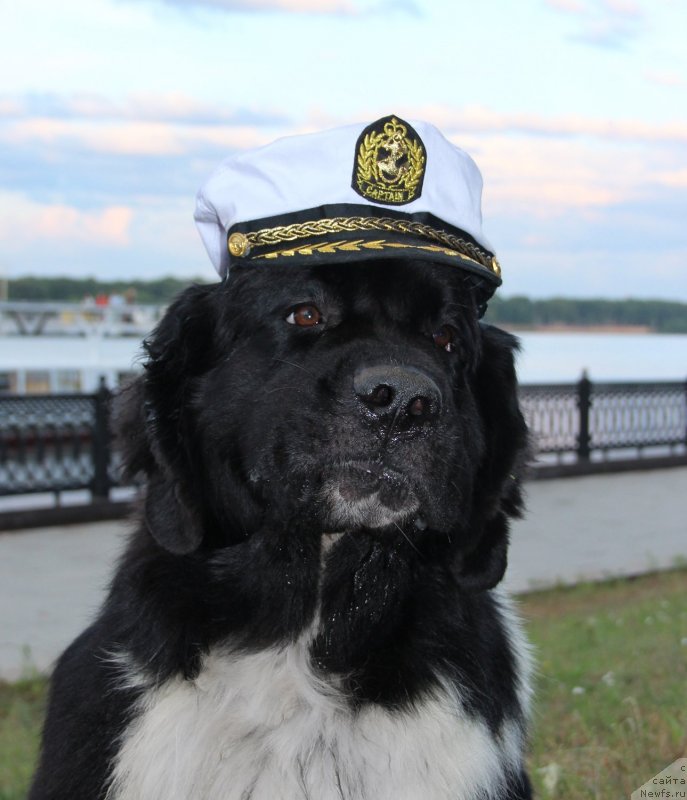 Фото: ньюфаундленд Starbimovlav Gardemarin (Старбимовлав Гардемарин)