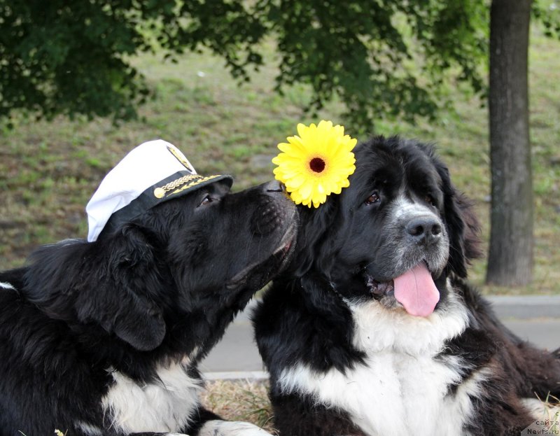Фото: ньюфаундленд Starbimovlav Gardemarin (Старбимовлав Гардемарин), ньюфаундленд Pitern'yuf Jelannaya Moya (Питерньюф Желанная Моя)
