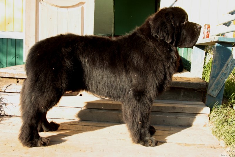 Фото: ньюфаундленд Beguschaya po Volnam Zero Kool (Бегущая по Волнам Зеро Коол)