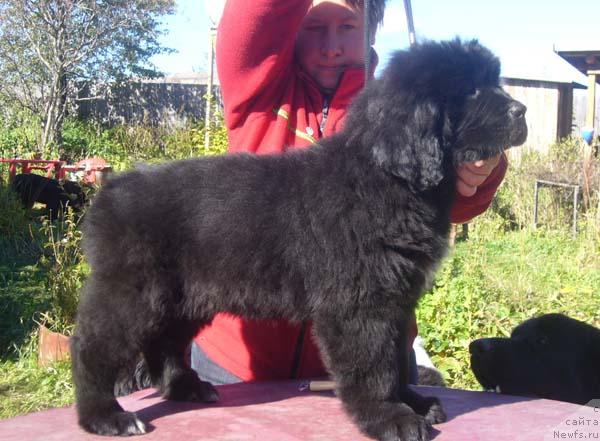 Фото: ньюфаундленд Veneciya iz Carstva Medvedey v Obush SHed (Венеция из Царства Медведей в Обуш Шед)