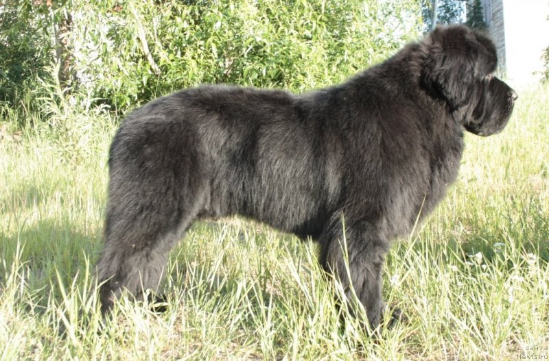 Фото: ньюфаундленд Beguschaya po Volnam Zero Kool (Бегущая по Волнам Зеро Коол)