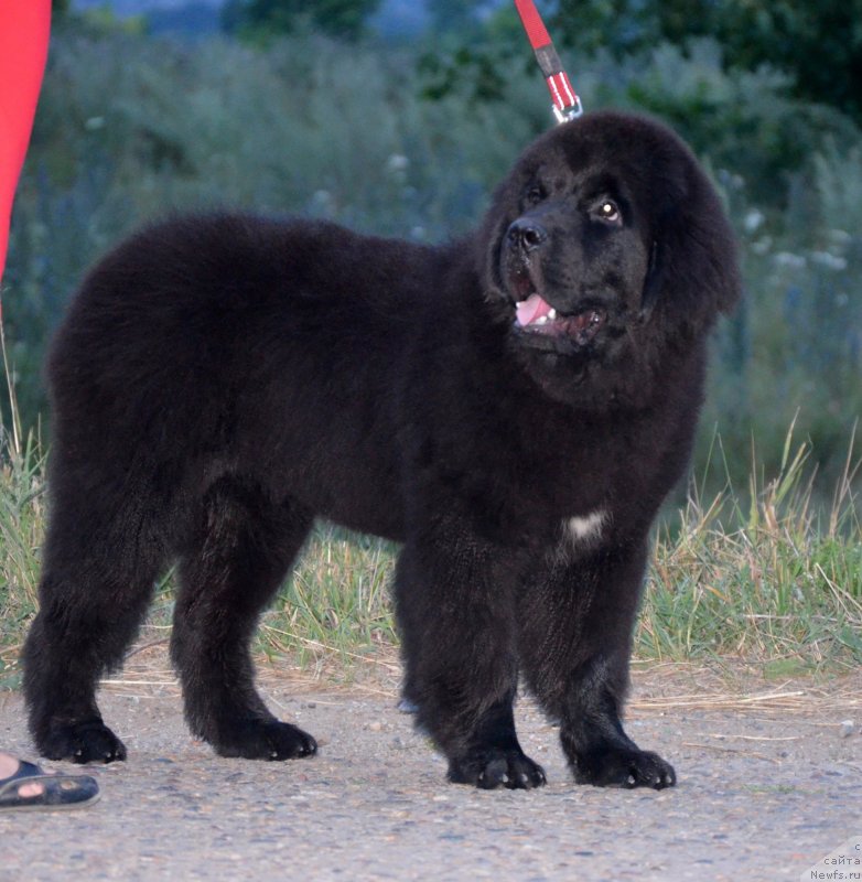 Фото: ньюфаундленд Beguschaya po Volnam Ekstra Speshial Edishion (Бегущая по Волнам Екстра Спешиал Едишион)