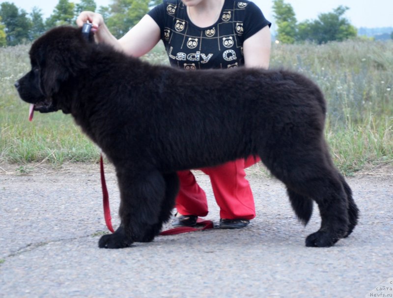 Фото: ньюфаундленд Beguschaya po Volnam Ekstra Speshial Edishion (Бегущая по Волнам Екстра Спешиал Едишион)