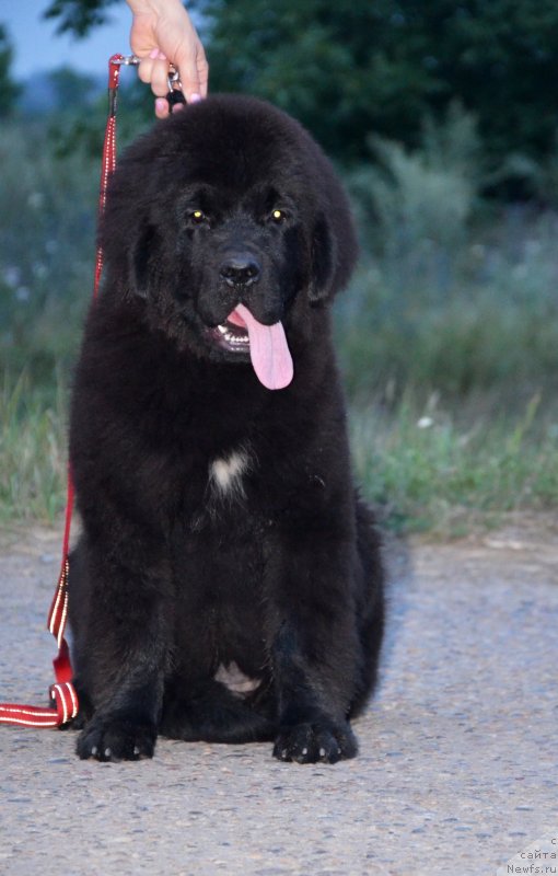 Фото: ньюфаундленд Beguschaya po Volnam Ekstra Speshial Edishion (Бегущая по Волнам Екстра Спешиал Едишион)