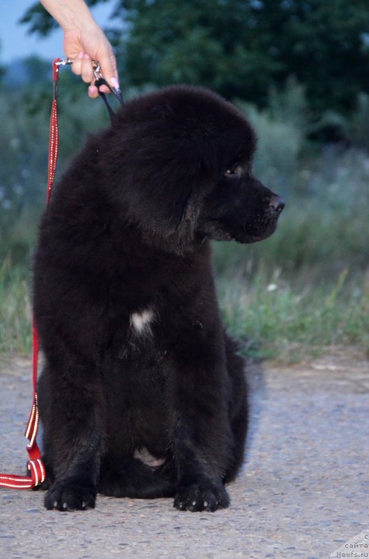 Фото: ньюфаундленд Beguschaya po Volnam Ekstra Speshial Edishion (Бегущая по Волнам Екстра Спешиал Едишион)