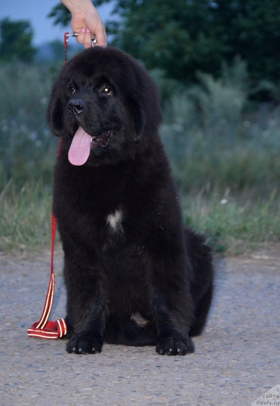 Фото: ньюфаундленд Beguschaya po Volnam Ekstra Speshial Edishion (Бегущая по Волнам Екстра Спешиал Едишион)