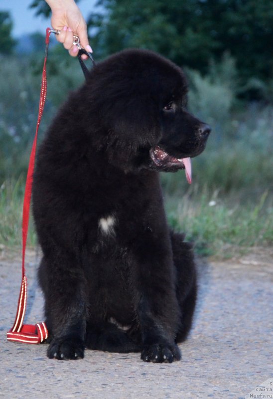 Фото: ньюфаундленд Beguschaya po Volnam Ekstra Speshial Edishion (Бегущая по Волнам Екстра Спешиал Едишион)