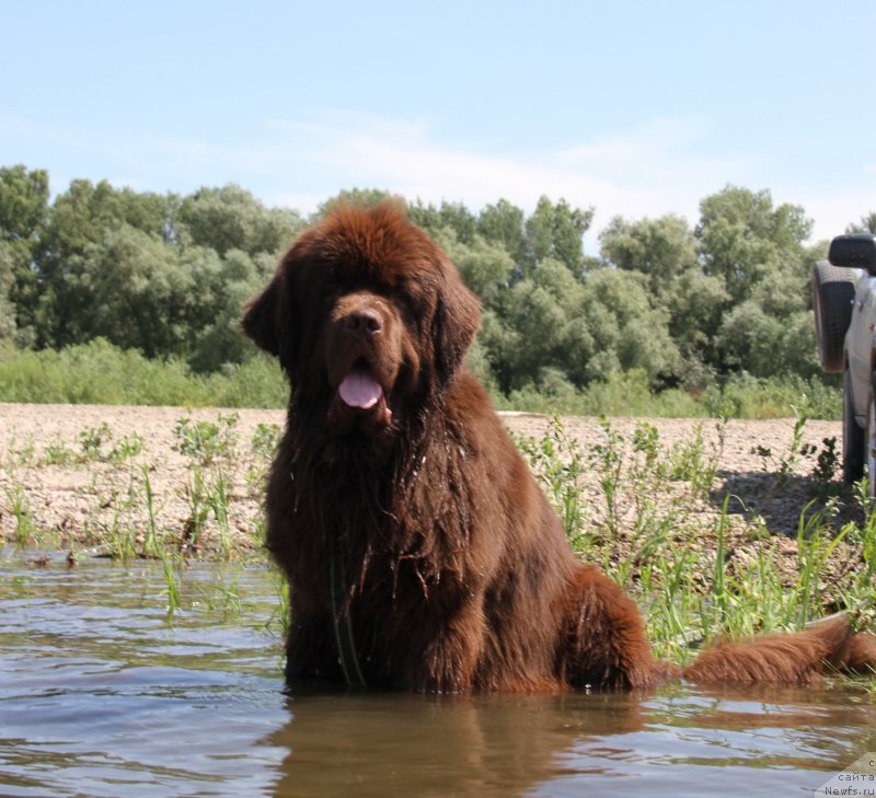 Фото: ньюфаундленд Fakturnyi Frukt s Berega Dona (Фактурный Фрукт с Берега Дона)