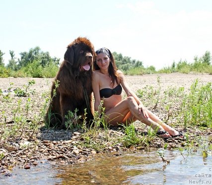 Фото: ньюфаундленд Fakturnyi Frukt s Berega Dona (Фактурный Фрукт с Берега Дона)