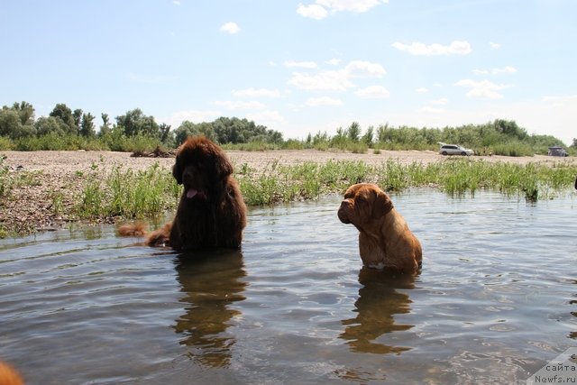 Фото: ньюфаундленд Fakturnyi Frukt s Berega Dona (Фактурный Фрукт с Берега Дона)