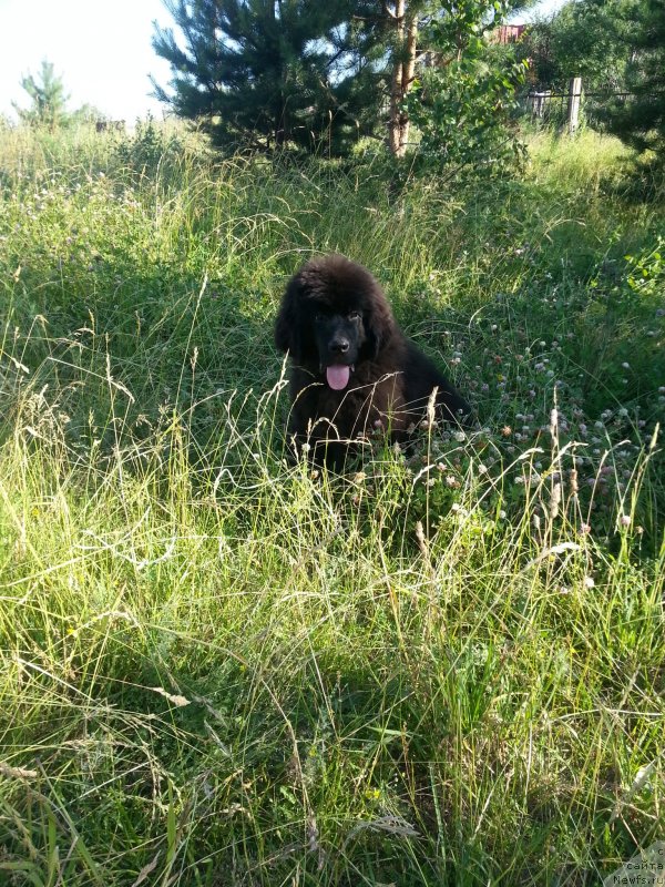 Фото: ньюфаундленд Chernaya Mafia Zesty Betty (Черная Мафия Зесту Бетту)