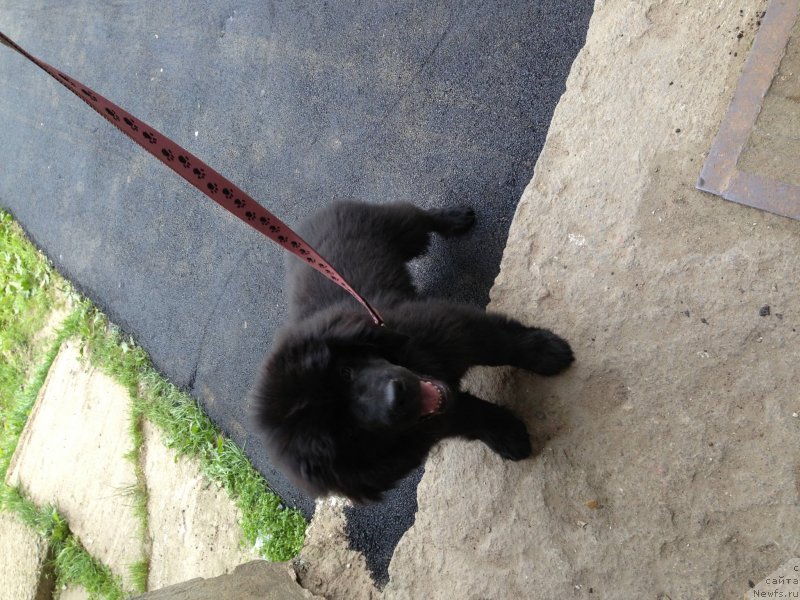 Фото: ньюфаундленд Belkonder-Klab Kronos (Белкондер-Клаб Кронос)