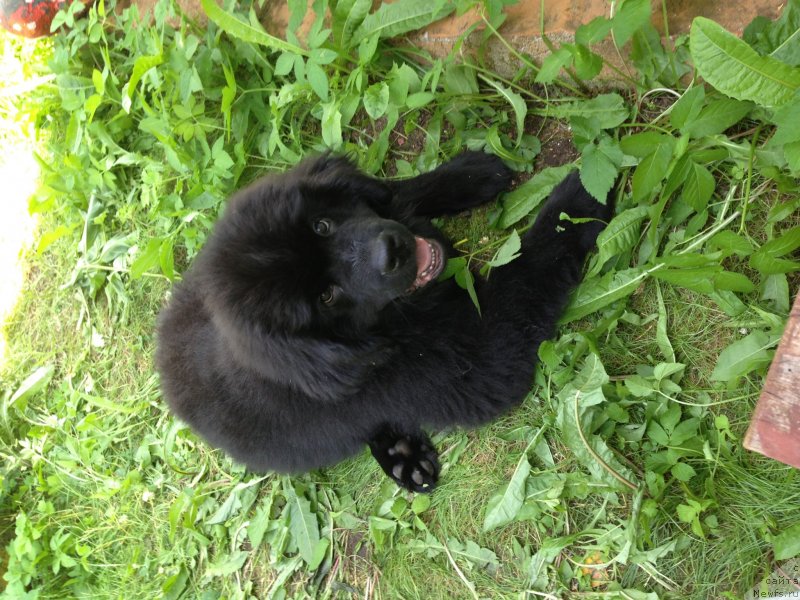 Фото: ньюфаундленд Belkonder-Klab Kronos (Белкондер-Клаб Кронос)