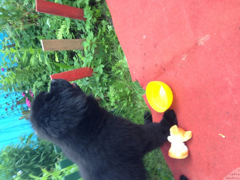 Фото: ньюфаундленд Belkonder-Klab Kronos (Белкондер-Клаб Кронос)