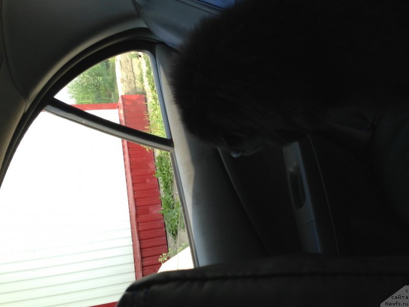 Фото: ньюфаундленд Belkonder-Klab Kronos (Белкондер-Клаб Кронос)