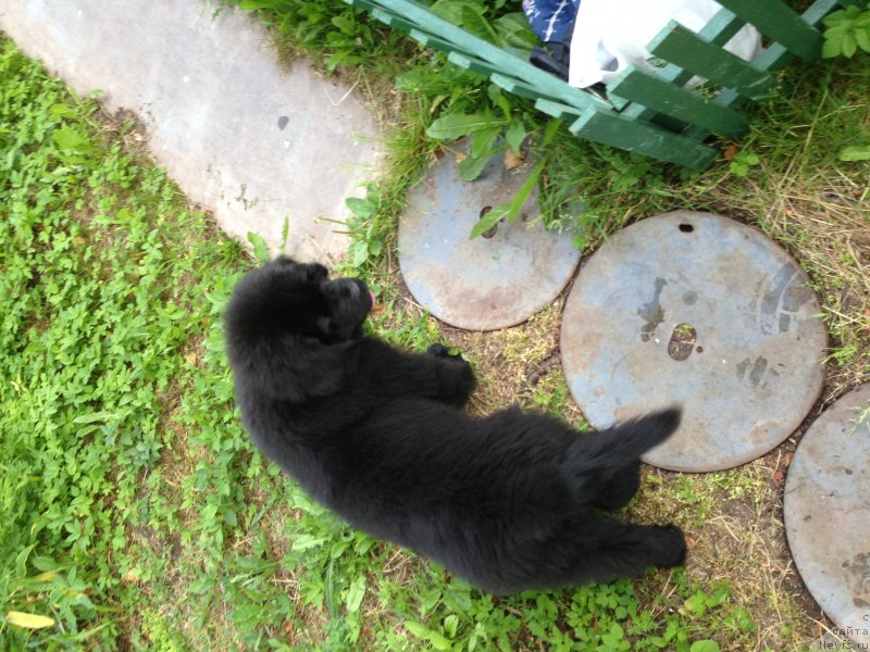 Фото: ньюфаундленд Belkonder-Klab Kronos (Белкондер-Клаб Кронос)