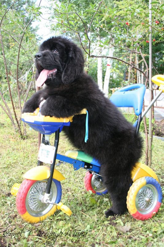 Фото: ньюфаундленд Chernaya Mafia Make the Most of Now (Черная Мафия Маке Тхе Мост оф Нов)