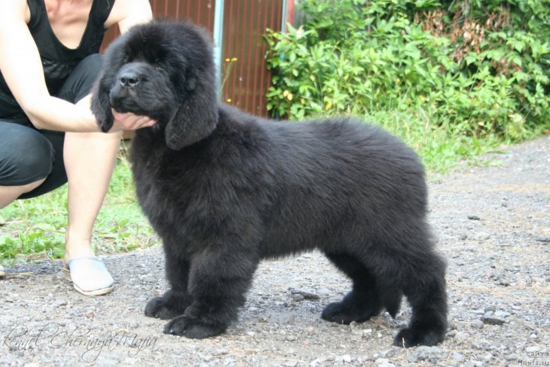 Фотография № 130933