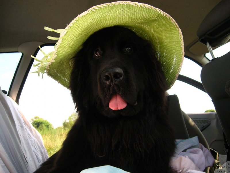 Фото: ньюфаундленд N'yufort Hold Mi Klouz (Ньюфорт Холд Ми Клоуз)