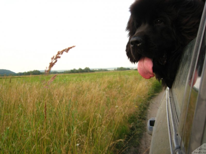 Фото: ньюфаундленд N'yufort Hold Mi Klouz (Ньюфорт Холд Ми Клоуз)