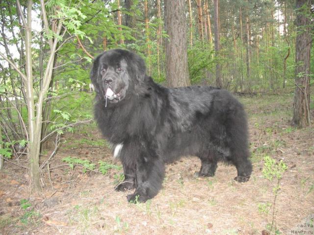 Фото: ньюфаундленд Hamyeni iz Medvej'ego yara (Хамэни из Медвежьего яра)