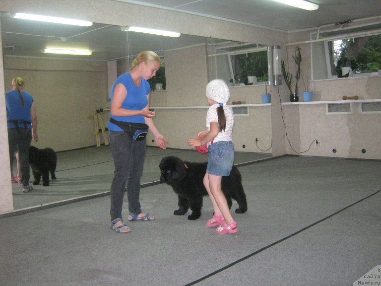 Фото: ньюфаундленд Vin Dizel' dlya N'yufort (Вин Дизель для Ньюфорт)