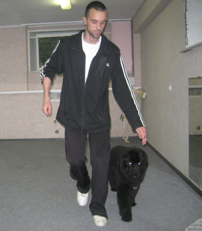 Фото: ньюфаундленд Vin Dizel' dlya N'yufort (Вин Дизель для Ньюфорт)