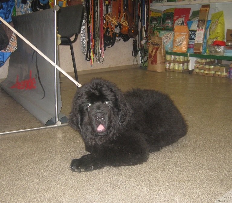 Фото: ньюфаундленд Vin Dizel' dlya N'yufort (Вин Дизель для Ньюфорт)