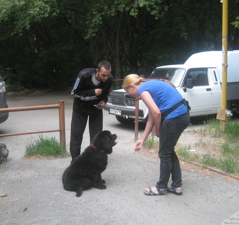 Фото: ньюфаундленд Vin Dizel' dlya N'yufort (Вин Дизель для Ньюфорт)
