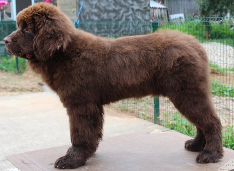 Фото: ньюфаундленд Akvatoriya Kelvin SCHokolad (Акватория Келвин Щоколад)