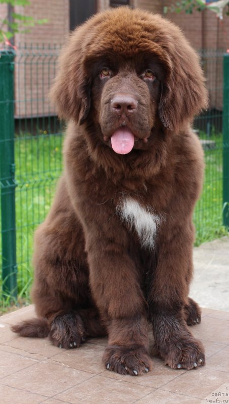 Фото: ньюфаундленд Akvatoriya Kelvin SCHokolad (Акватория Келвин Щоколад)