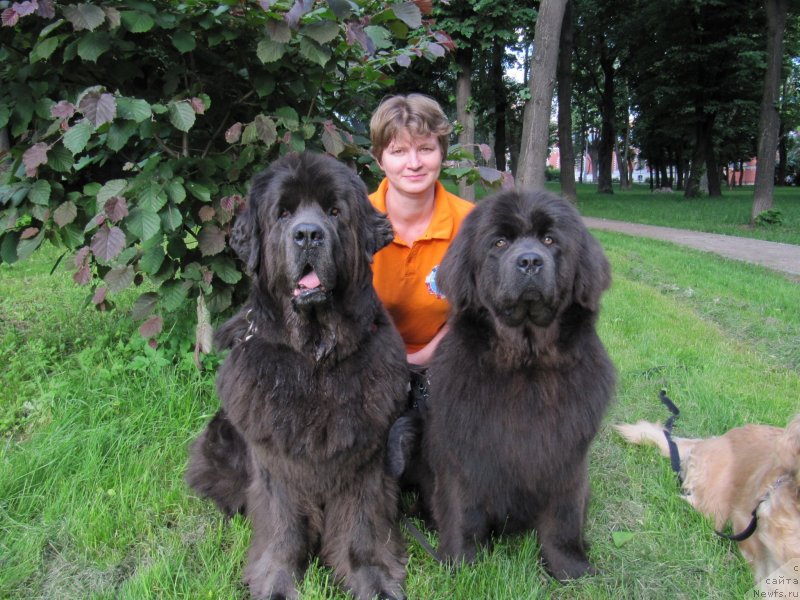 Фото: ньюфаундленд Dyurbahler Klab Al'faretta Vin'etta (Дюрбахлер Клаб Альфаретта Виньетта), ньюфаундленд Melty Wave Marine Tifeya (Мелти Вейв Марин Тифея), Anna Petrushkina (Анна Петрушкина)