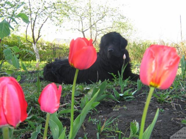 Фото: ньюфаундленд Arman'yak Dushi Moey (Арманьяк Души Моей)
