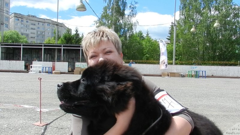 Фото: ньюфаундленд Ih Vyisochestvo Divnaya Carica (Их Высочество Дивная Царица)