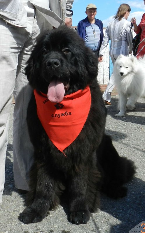 Фото: ньюфаундленд Ih Vyisochestvo Divnaya Carica (Их Высочество Дивная Царица)